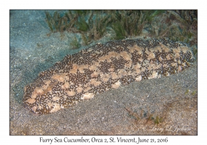 Furry Sea Cucumber