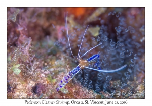 Pederson Cleaner Shrimp