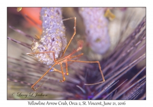 Yellowline Arrow Crab