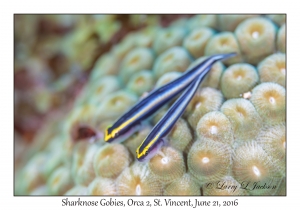 Sharknose Gobies