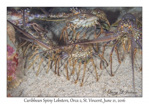 Caribbean Spiny Lobsters