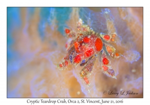 Cryptic Teardrop Crab