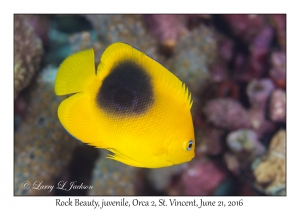 Rock Beauty, juvenile