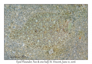 Eyed Flounder