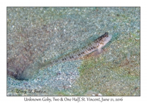 Unknown Goby