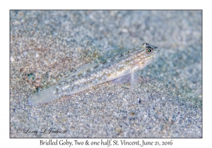 Bridled Goby