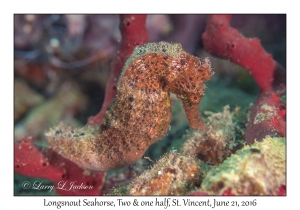 Longsnout Seahorse