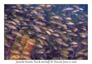 Juvenile Grunts