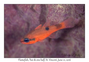 Flamefish