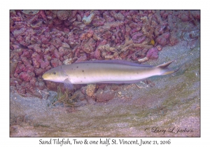 Sand Tilefish