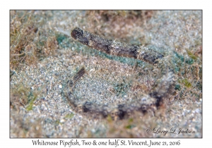 Whitenose Pipefish