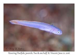 Hovering Dartfish, juvenile