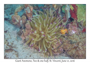 Giant Anemone