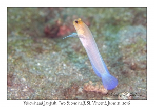 Yellowhead Jawfish