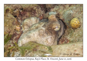 Common Octopus