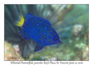 Yellowtail Damselfish, juvenile