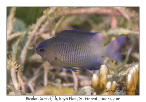 Bicolor Damselfish