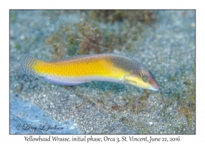 Yellowhead Wrasse, initial phase