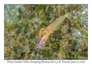 Flower Garden Yellow Snapping Shrimp