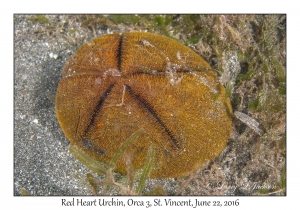 Red Heart Urchin