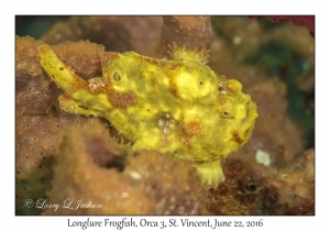 Longlure Frogfish