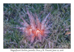 Magnificent Urchin, juvenile