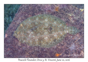 Peacock Flounder