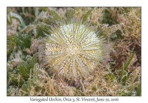 Variegated Urchin