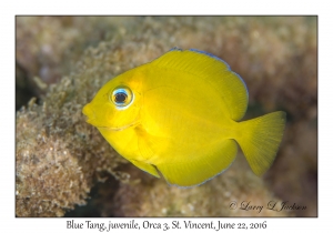 Blue Tang, juvenile