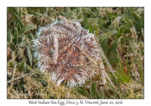 West Indian Sea Egg