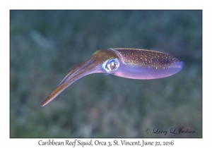 Caribbean Reef Squid