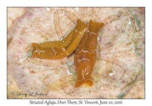 Striated Aglaja