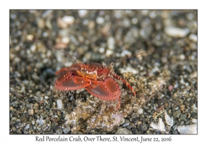 Red Porcelain Crab