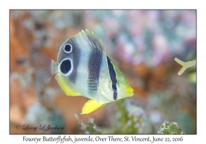 Foureye Butterflyfish, juvenile