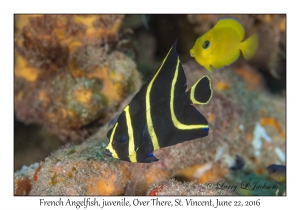 French Angelfish, juvenile