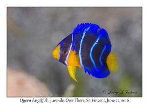 Queen Angelfish, juv