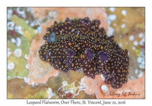 Leopard Flatworm