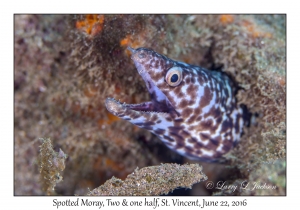 Spotted Moray