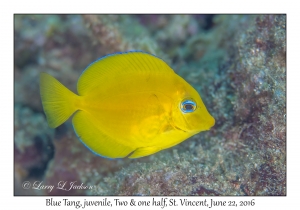 Blue Tang, juvenile