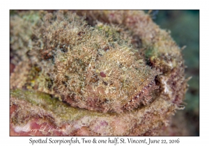 Spotted Scorpionfish