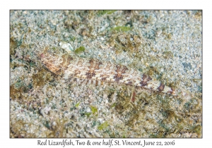 Red Lizardfish