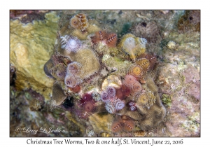 Christmas Tree Worms