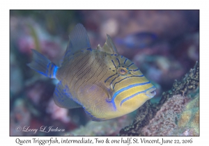 Queen Triggerfish, intermediate