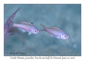 Creole Wrasse, juveniles