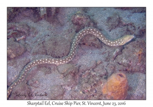 Sharptail Eel