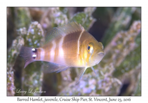 Barred Hamlet, juvenile