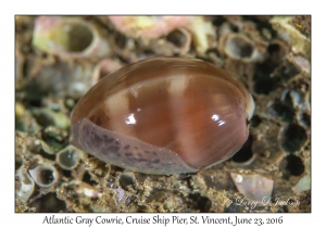 Atlantic Gray Cowrie