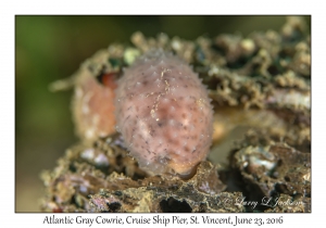 Atlantic Gray Cowrie