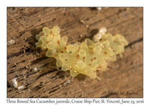 Three Rowed Sea Cucmber, juvenile