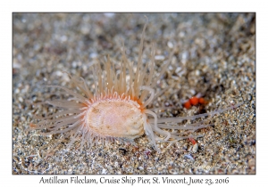 Antillean Fileclam